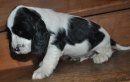 chiots disponibles
